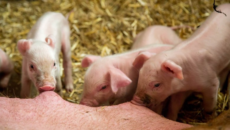Piglet, © Wachahof Piglets drink milk from their mother in a barn with straw.