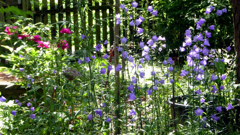 Entrance area, © Elke Guttmann A garden with purple and red flowers in front of a wooden fence.