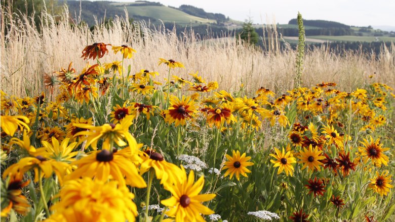 Ecolution.Lab, © Bernd Hochwartner Meadow with yellow coneflower in front of a hilly landscape.