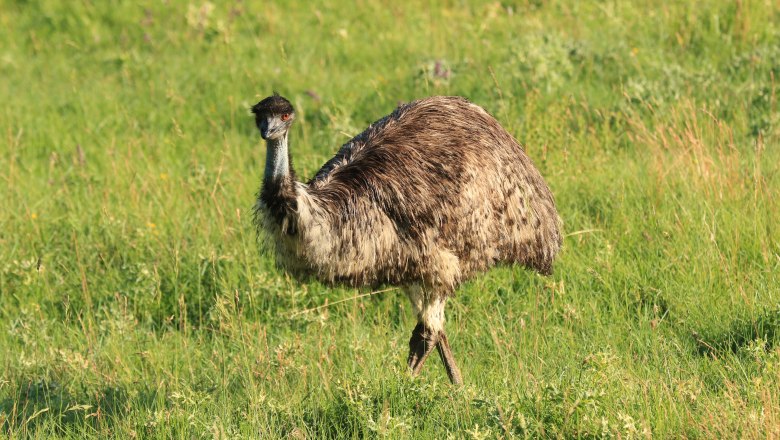 Emu im Keltendorf Schwarzenbach, © Keltendorf Schwarzenbach Ein Emu steht auf einer grünen Wiese.