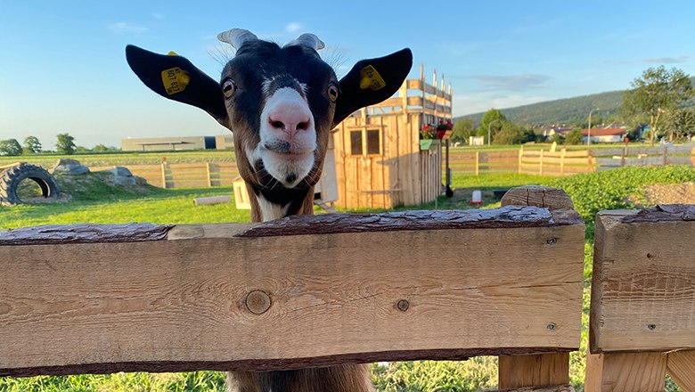 Small animal enclosure, © Klaus Stocker A goat looks over a wooden fence onto a green meadow. In the background is a small wooden building.