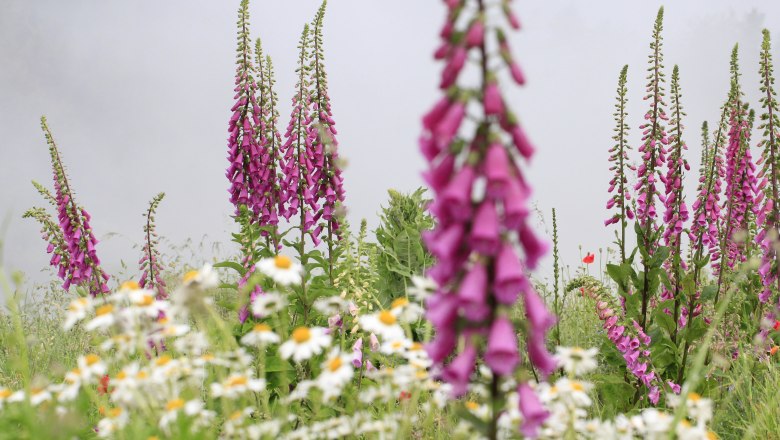 Flourishing diversity in the Ecolution.Lab, © Bernd Hochwartner Flower meadow with pink foxgloves and white daisies.