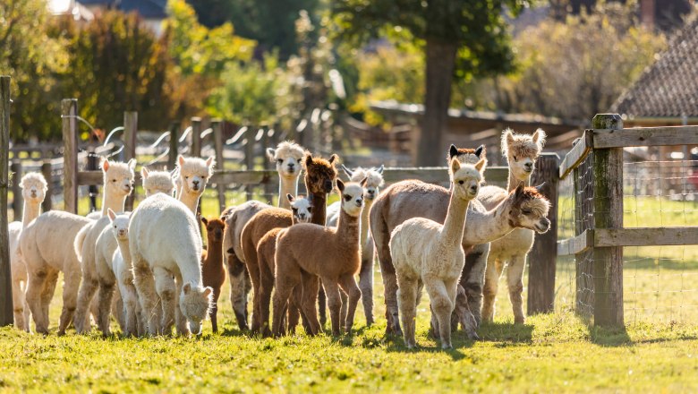Ederer's alpaca farm with farm store, © Wiener Alpen, Christian Kremsl A group of alpacas stand in a green meadow, surrounded by fences and trees in the background.