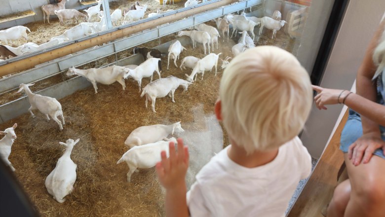 Goaß Cinema, © Mandl´s Ziegenhof A child looks through a pane of glass at white goats in a stable.
