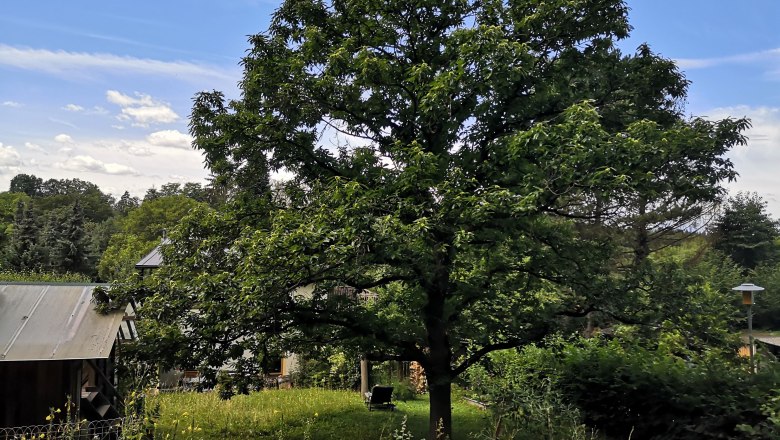 Forest garden - Chestnut tree, © "Natur im Garten" A chestnut tree stands in a green garden with flowering plants and a small building in the background under a blue sky.