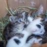 Kittens also live at the Wachahof, © Wachahof Kitten in a box with hay.