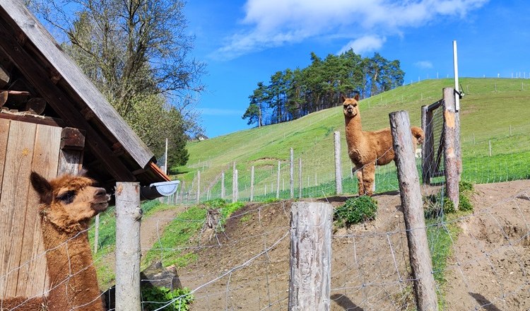 Leitenviertler alpaca farm, © Wiener Alpen Leitenviertler alpaca farm, © Wiener Alpen
