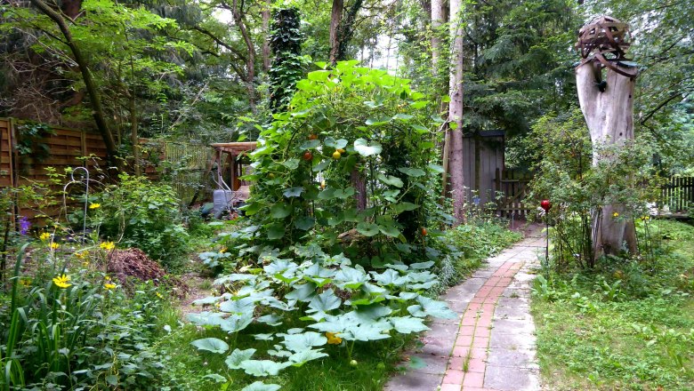 Pumpkin, © Elke Guttmann A garden with a winding path, lush greenery and pumpkin plants.