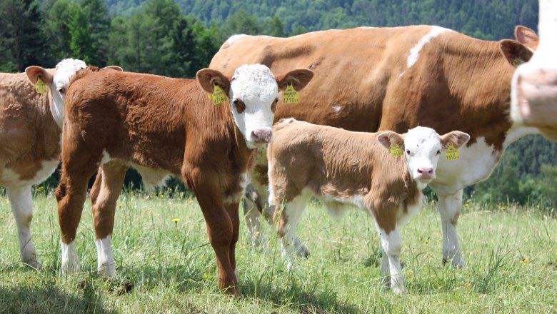 Cows with calves, © Wachahof Cows and calves in a green meadow with a forest in the background.