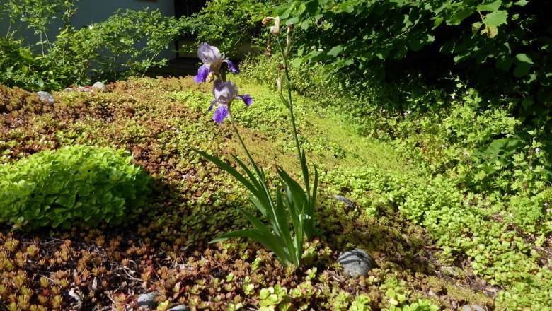 Green roof, © Elke Guttmann Green roof with flowering iris and various plants.