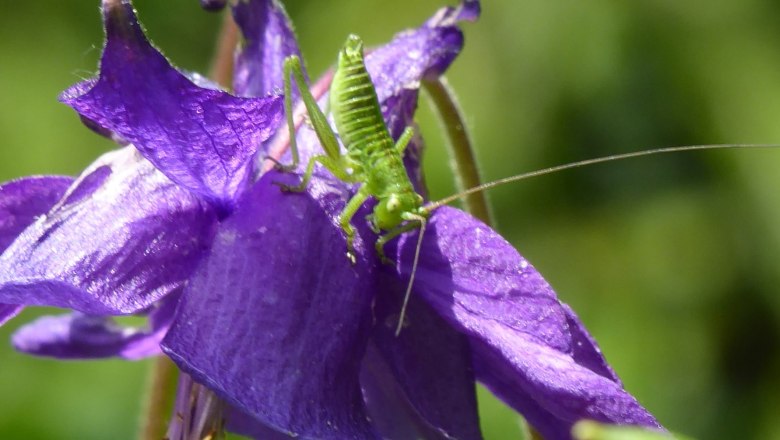 fright, © Elke Guttmann Green grasshopper on purple flower