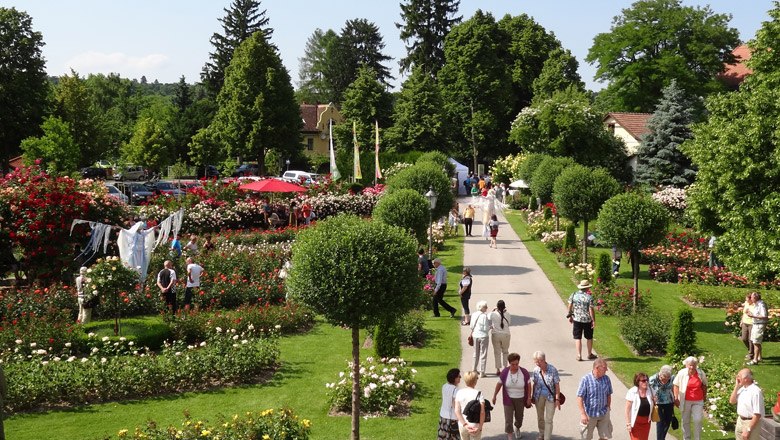 Beim Rosengartenfest im Juni blüht der Garten in voller Pracht, © Rosengarten Pitten Menschen spazieren durch einen blühenden Rosengarten bei sonnigem Wetter.