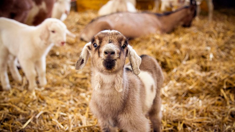 Mandl's goat farm, © Sooo gut schmeckt die Bucklige Welt/Viktoria Kornfeld A young goat stands on straw in a stable, surrounded by other goats.