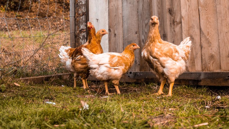 Chickens, © Anni Putz Chickens stand on a green meadow in front of a fence and a wooden coop.