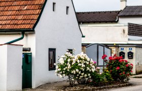 Altes, wei&szlig;es Haus mit Rosen im Vordergrund