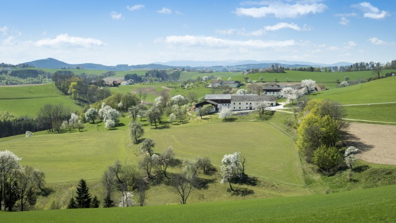 Panorama einer l&auml;ndlichen, h&uuml;geligen Landschaft mit gr&uuml;nen Feldern, bl&uuml;henden B&auml;umen und einem Bauernhof im Hintergrund.