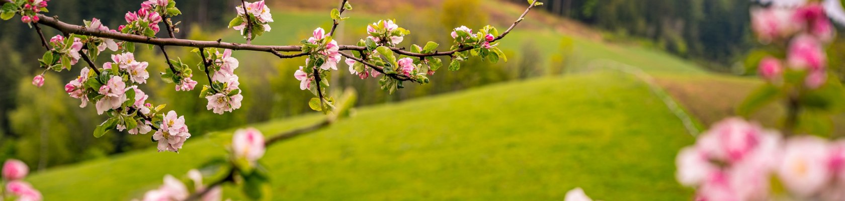 Im Frühling ein Augenschmaus, im Herbst ein Gaumenschmaus, © Wiener Alpen, Luckerbauer