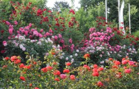 Ein Garten mit verschiedenen Rosen in Rot- und Rosatönen, umgeben von grünem Laub.