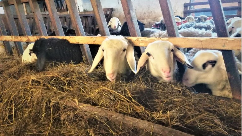 Schafe in einem Stall, die durch ein Holzgeländer schauen.