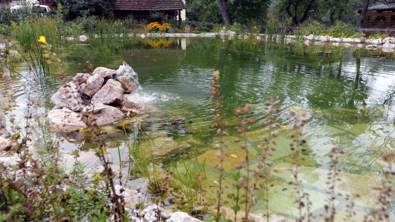 A natural pond with clear water, surrounded by plants and stones. Trees and a building can be seen in the background.