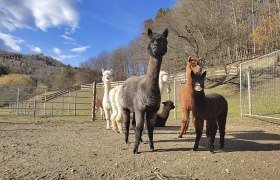 Alpaca enclosure at the Lechner adventure farm, &copy; Alpakafarm und Erlebnisbauernhof Lechner