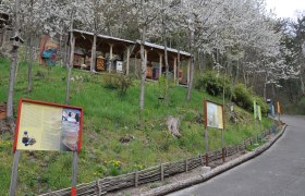 Ein Bienenlehrpfad mit Informationstafeln und Bienenst&ouml;cken unter bl&uuml;henden B&auml;umen.