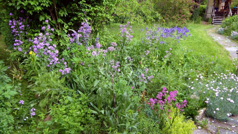 Ein blühender Schaugarten mit lila und rosa Blumen, umgeben von grünem Laub und einem steinigen Pfad.