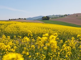 WAB - Etappe 4: Wiesmath - Kirchschlag, &copy; Wiener Alpen in Nieder&ouml;sterreich Tourismus GmbH, Foto Franz Zwickl