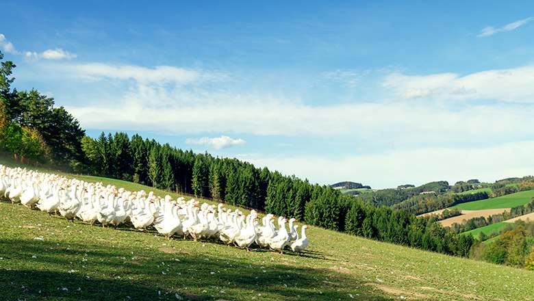 Eine gro&szlig;e Gruppe wei&szlig;er G&auml;nse auf einer gr&uuml;nen Wiese vor einem Wald und H&uuml;geln unter blauem Himmel.