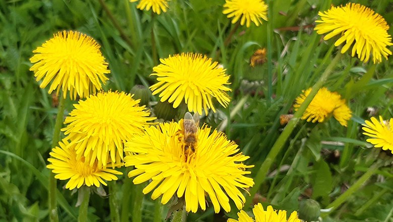 Eine Honigbiene sitzt auf einer gelben L&ouml;wenzahnbl&uuml;te in einer Wiese.
