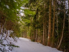 Winterwandern am Walderlebnisweg Gschaidt, © Wiener Alpen in Niederösterreich