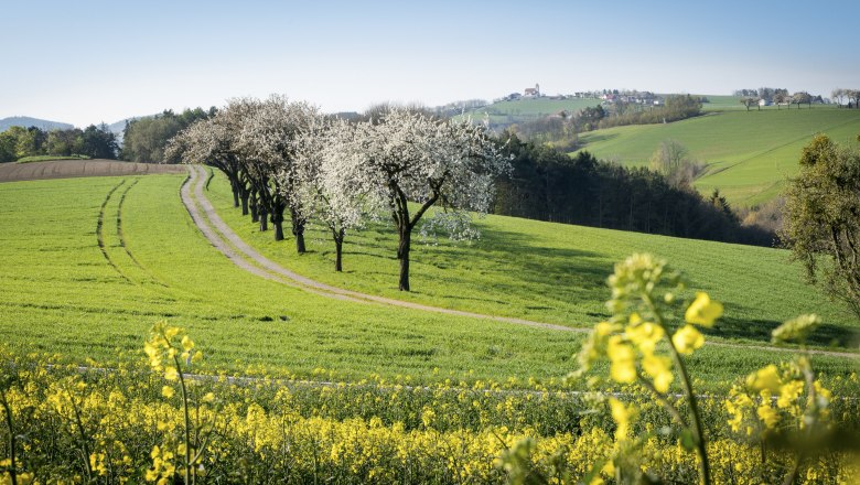 Frühling in der Buckligen Welt, © Wiener Alpen, Franz Zwickl