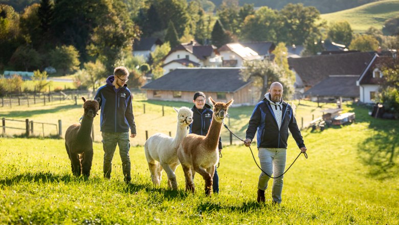 Menschen führen Alpakas auf einer grünen Wiese bei sonnigem Wetter.