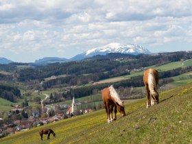 Lindenhof Krumbach, &copy; Wiener Alpen in Nieder&ouml;sterreich