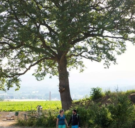 Zwei Personen spazieren unter einem großen Baum in einer ländlichen Landschaft.