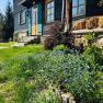 A house with green shutters and a wooden veranda, surrounded by blooming forget-me-nots and green vegetation.