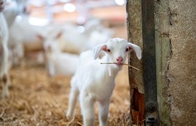 Ziegenkitze im Frühling auf Mandl's Ziegenhof, © NÖW, Daniel Groller