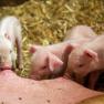 Piglets drink milk from their mother in a barn with straw.