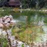 A natural pond with clear water, surrounded by plants and stones. Trees and a building can be seen in the background.