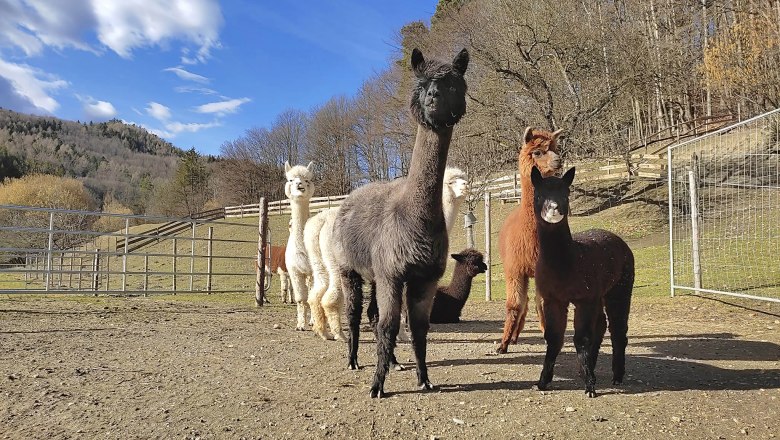 A group of alpacas stands on a pasture in front of a wooded hill under a blue sky.