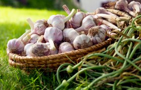 Knoblauchknollen in einem Korb auf einer grünen Wiese.