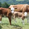 Cows and calves in a green meadow with a forest in the background.