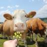 A curious cow sniffs a yellow flower held by a hand in a green meadow with a blue sky in the background.