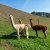 Three alpacas on a green meadow in front of a hill.