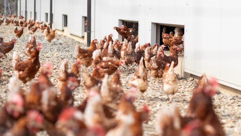 Chicken enclosure on the farm, &copy; bewirtschafteter Hof mit vielen H&uuml;hnern, die man ja auch beim Gehege