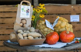 Kartoffeln, Kürbisse und eine Vase mit gelben Blumen auf einem runden Holztisch.