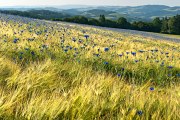 Sommer in der Buckligen Welt, © Walter Strobl, www.audivision.at