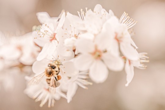 Die vielen Streuobstwiesen genießen auch die Bienen, © Wiener Alpen, Luckerbauer