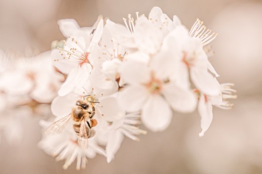 White blossoms, © Wiener Alpen, Luckerbauer