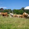Cows graze on a green meadow with a farmhouse in the background.